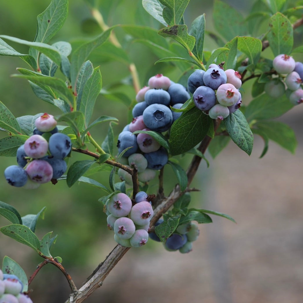 北会津産ブルーベリー使用 藍苺あまざけ